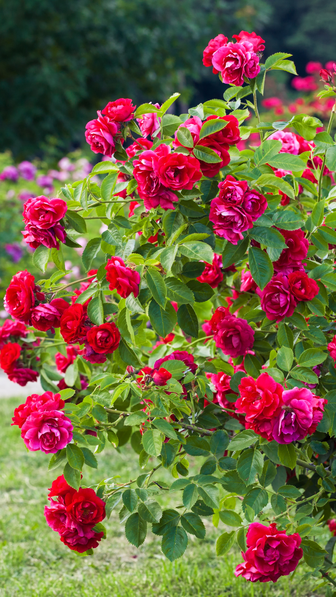 Tips to plant a beautiful rose garden | Times of India