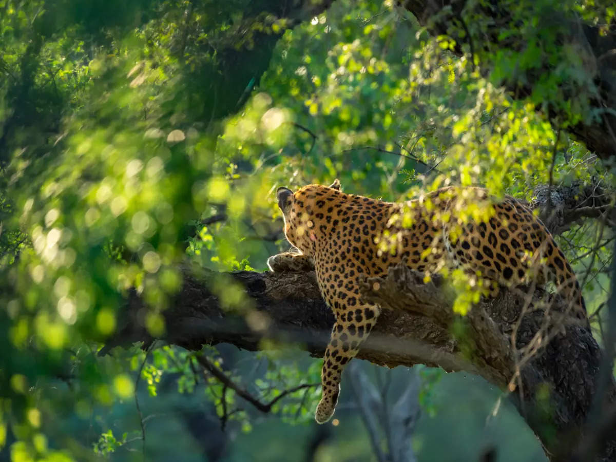 Jhalana Leopard Safari Park: How to plan an exciting day at Jhalana ...