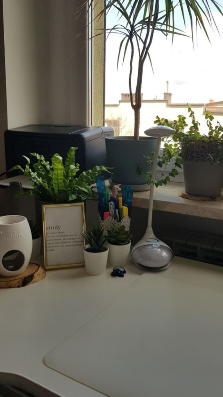 Plants on outlet study table