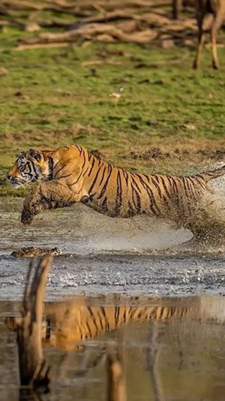 Hub Of Siberian Tigers