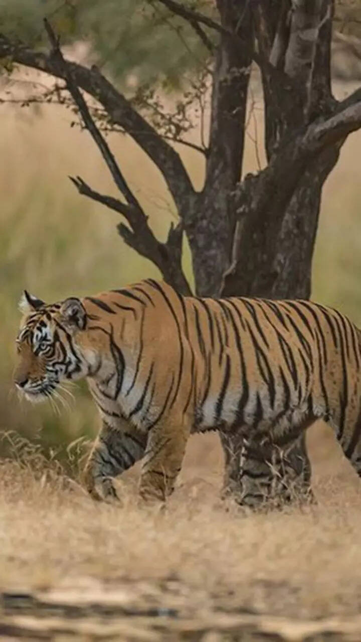 India Tops The Chart