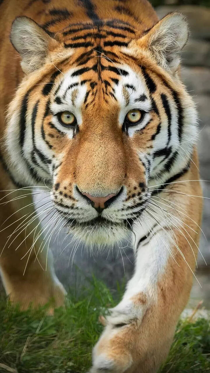 India tops the chart of countries with the highest tiger population