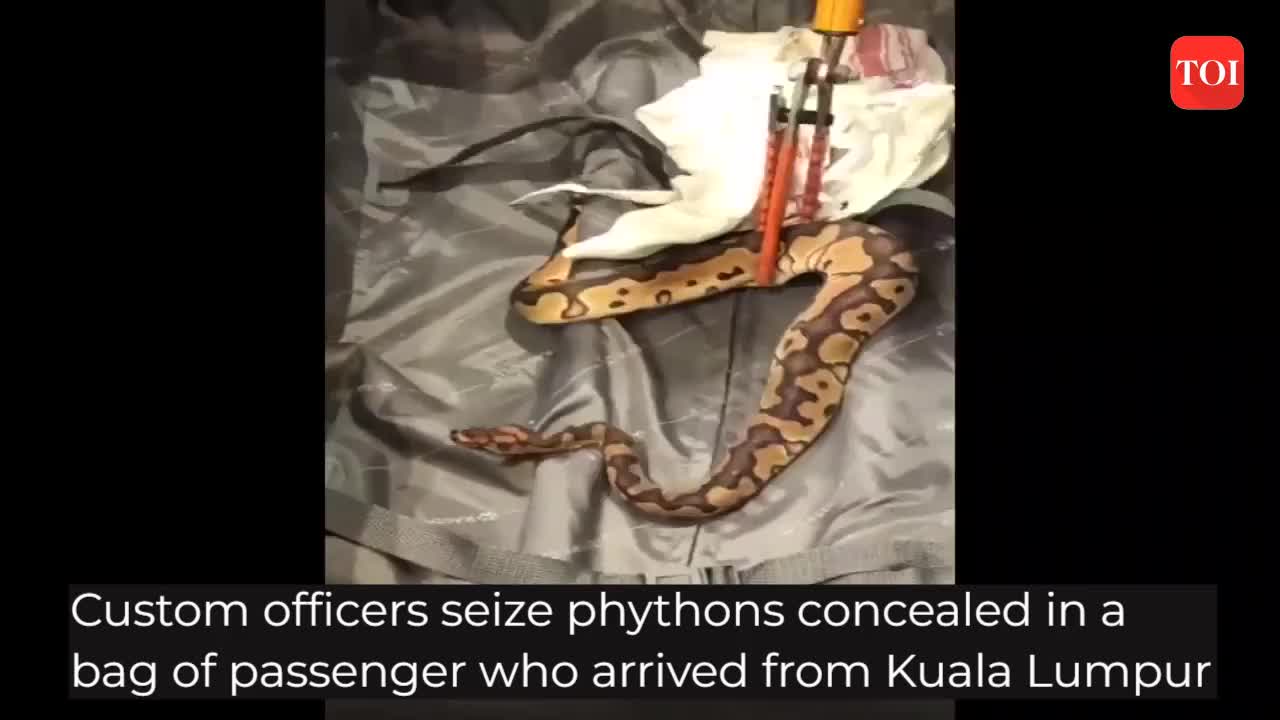 Custom officers in Trichy seize pythons concealed in passenger's bag