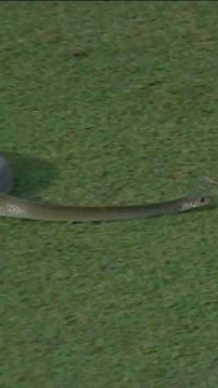 Snake halts play during Sri Lanka cricket match