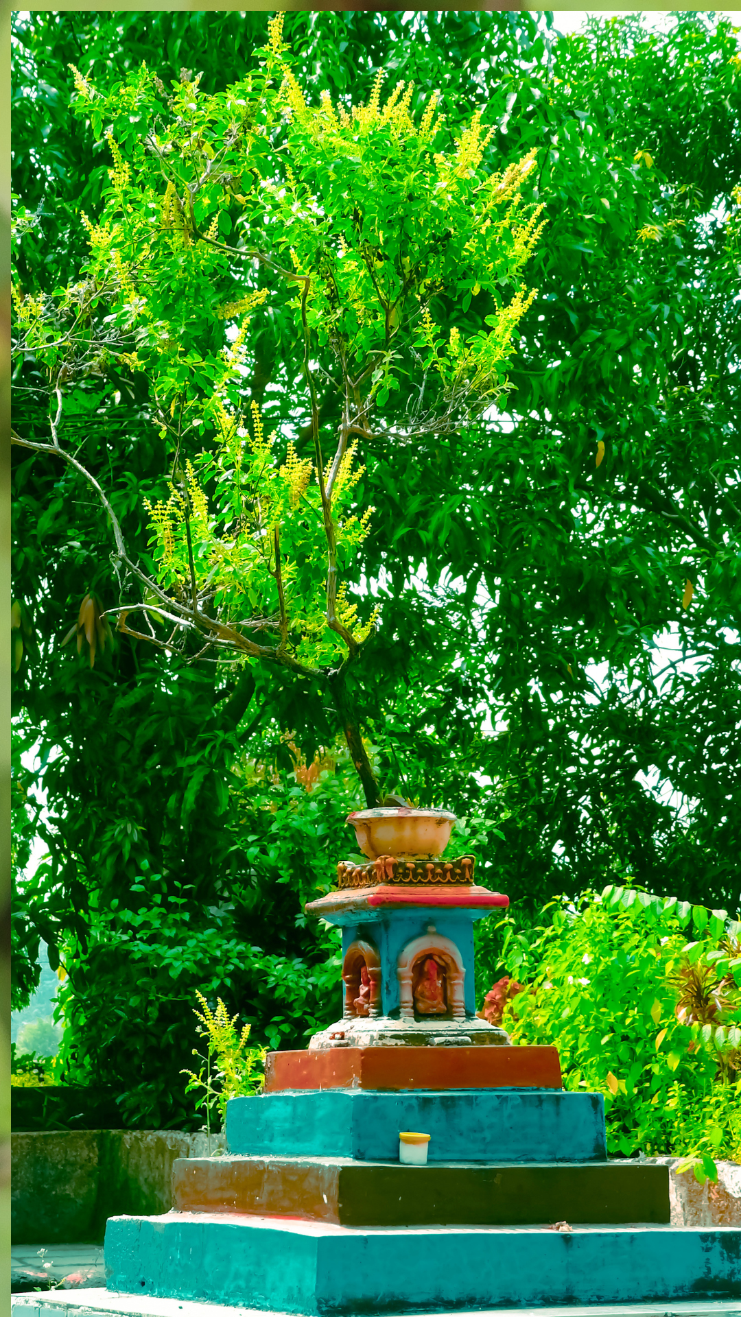 Tulsi Tree Pictures