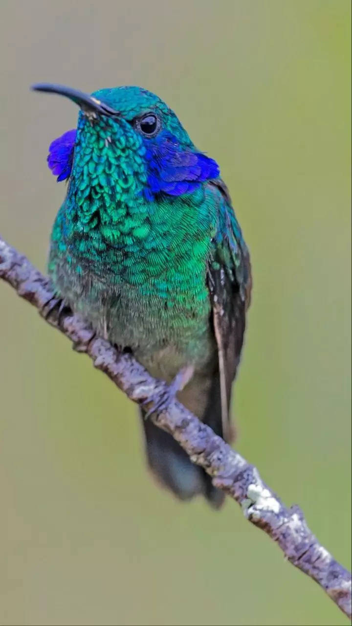 The SMALLEST BIRDS In The World 