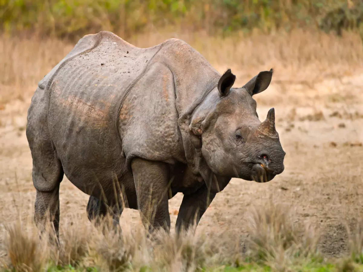Jaldapara National Park in the Dooars is a rhino haven; here’s how