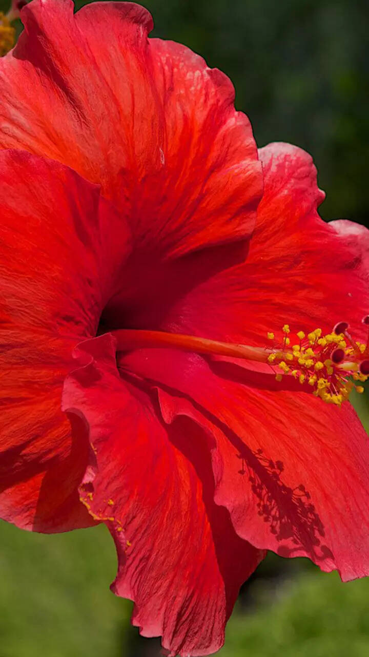 Hibiscus