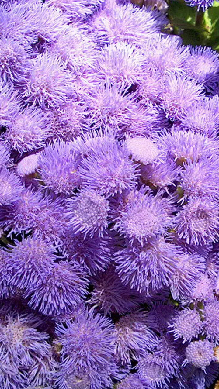 Flowers to admire during the monsoon season
