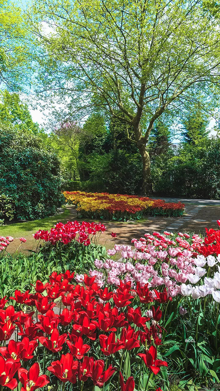 Best monsoon flower to grow in your garden