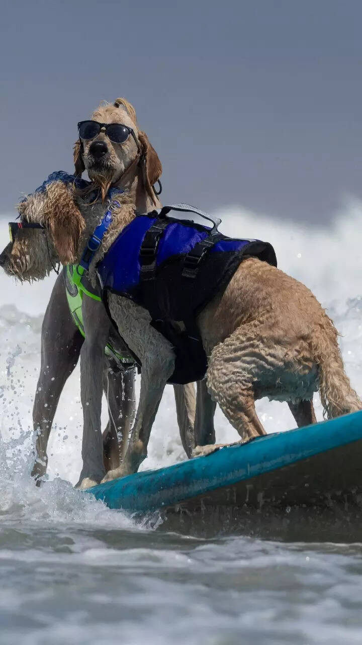 World Dog Surfing Championships