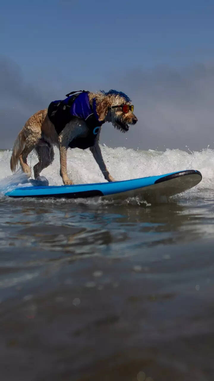Canines conquer the waves at World Dog Surfing Championships