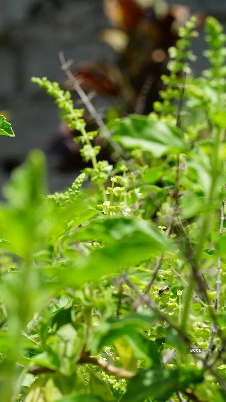 Tulsi (Holy Basil)