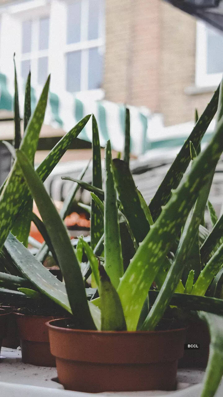 Aloe Vera