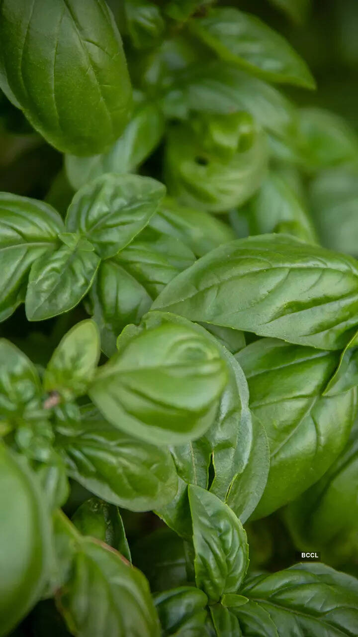 Basil