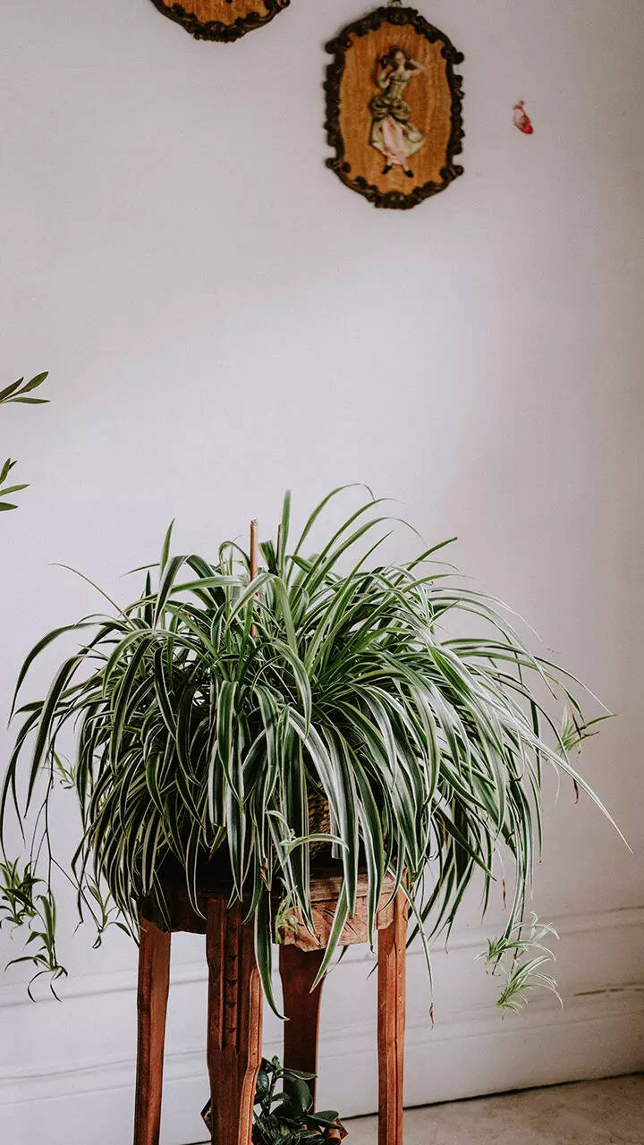 Spider Plant