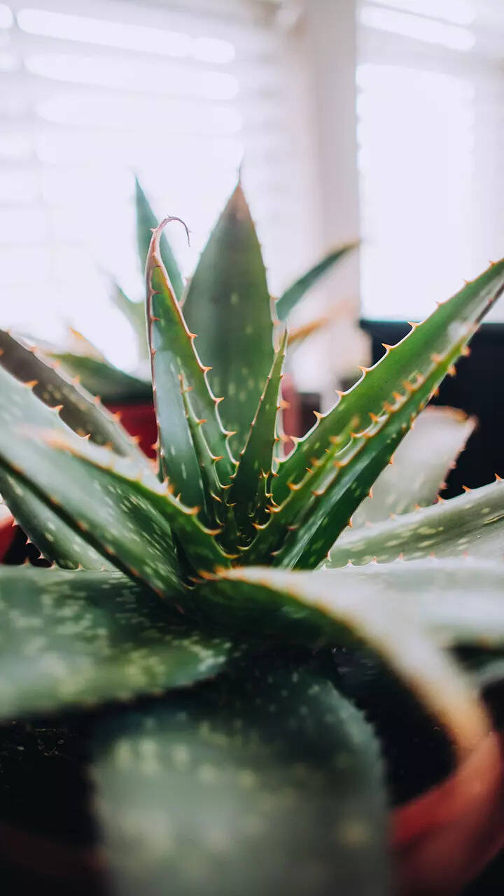 Aloe Vera
