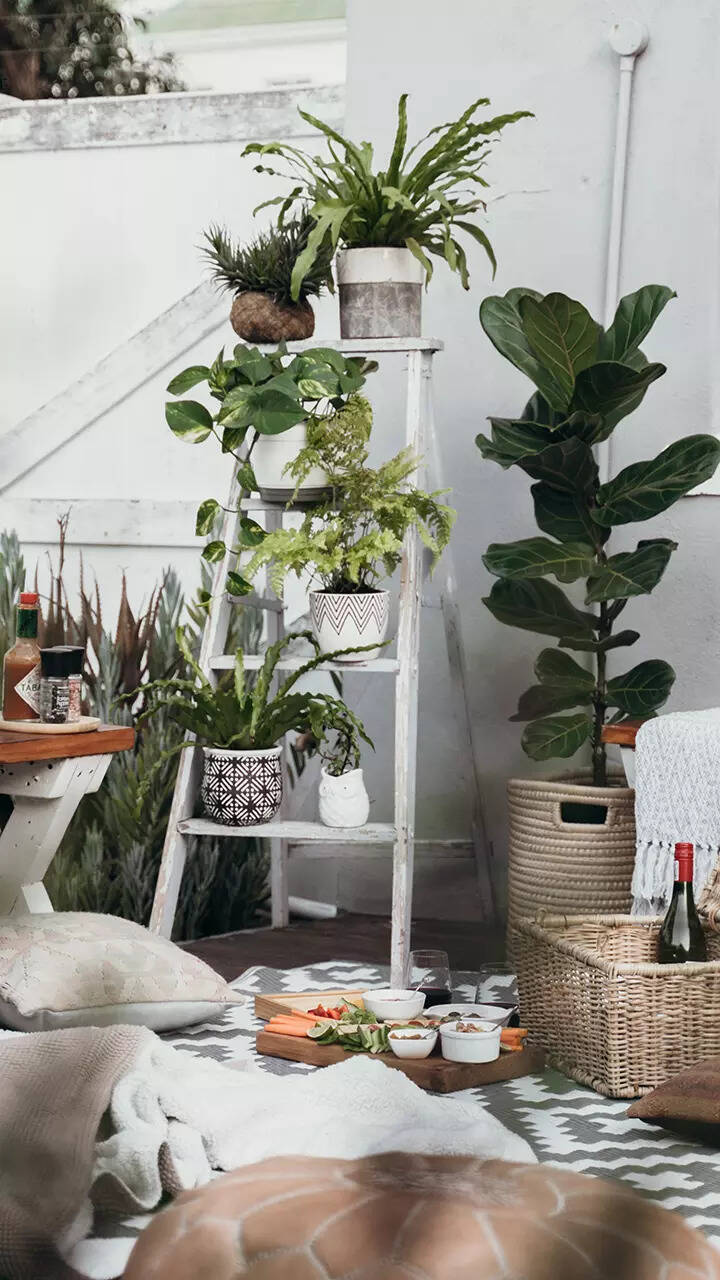 Best air-purifying plants to cleanse your space at home