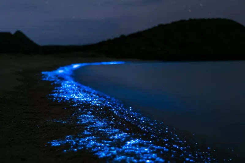 These incredible pictures show the ethereal bioluminescent sea sparkle