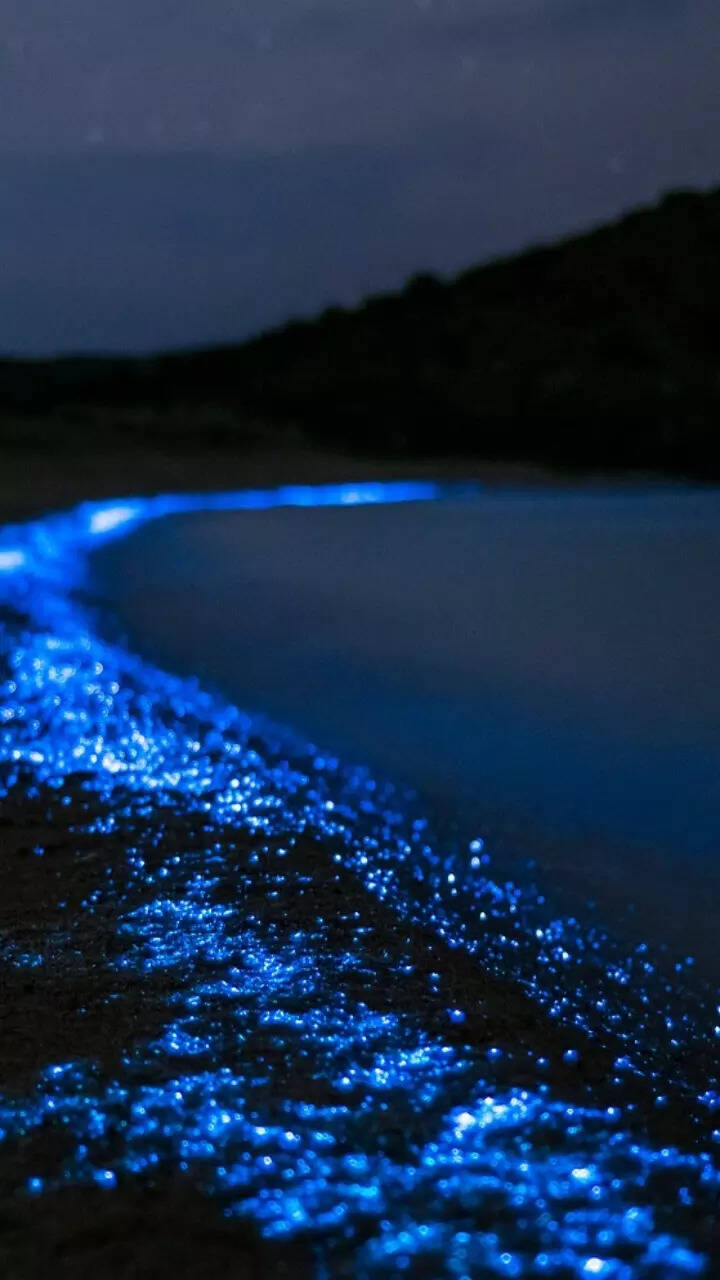 Bioluminescent bay, where the sea sparkles with light 