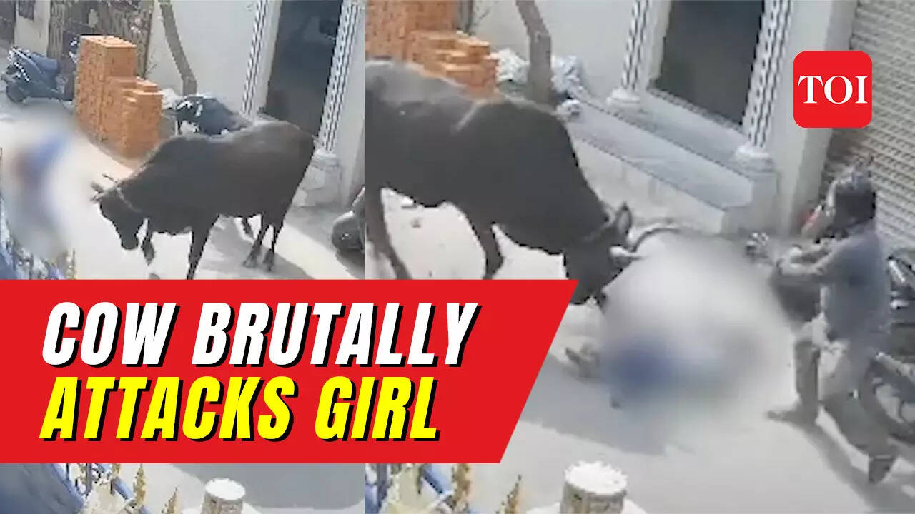 Caught on cam: Cow brutally attacks 11-year-old girl in Chennai, lifts her and throws her onto road
