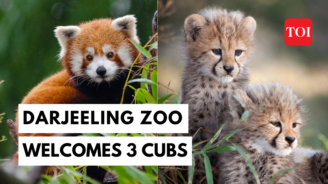 Watch adorable cute cubs of Red Panda and Snow Leopard: Tale of new ...