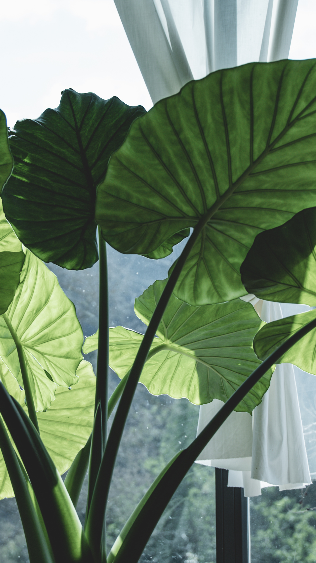 9 Indoor plants with big, beautiful leaves | Times of India