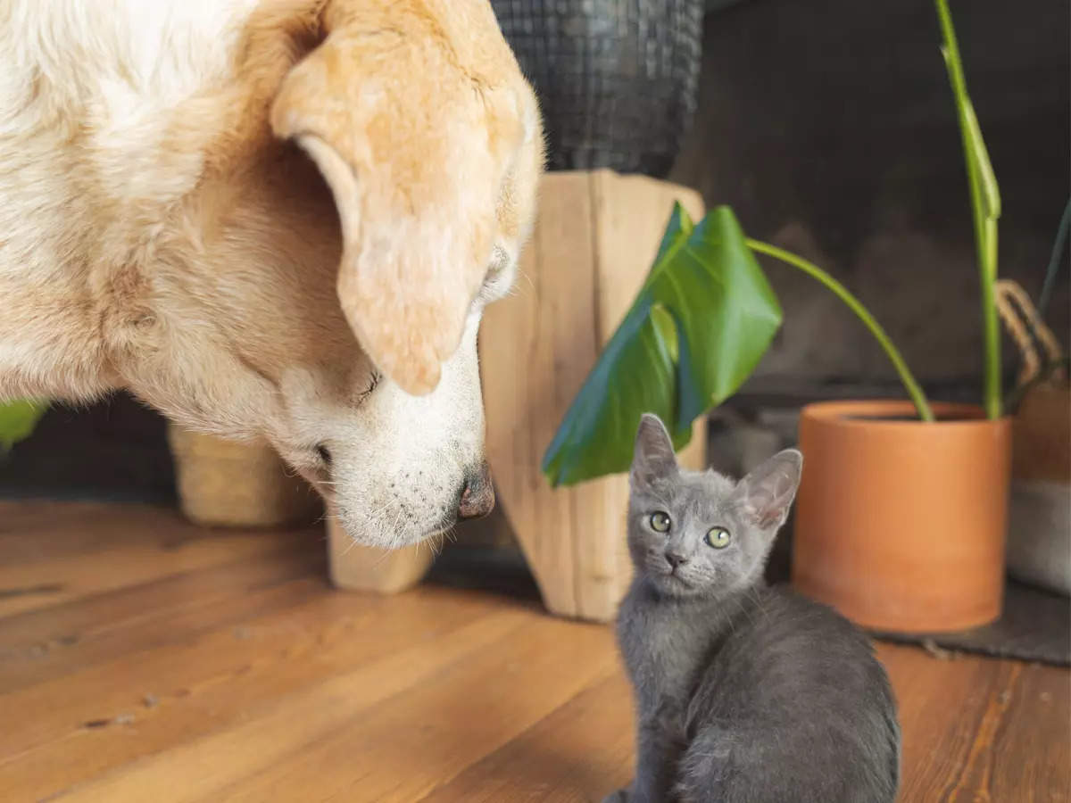 Most friendly cat breeds that also bond well with dogs