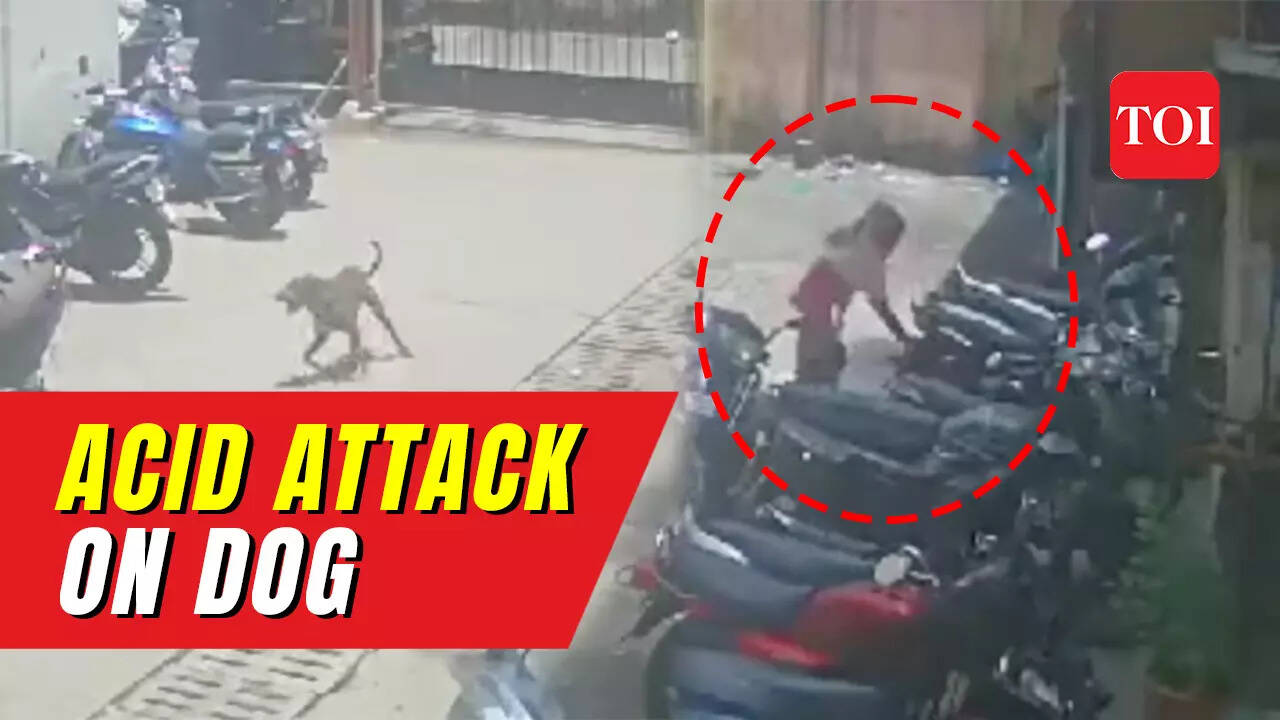 Dog loses eye Woman throws acid on dog for chasing cats in Mumbai