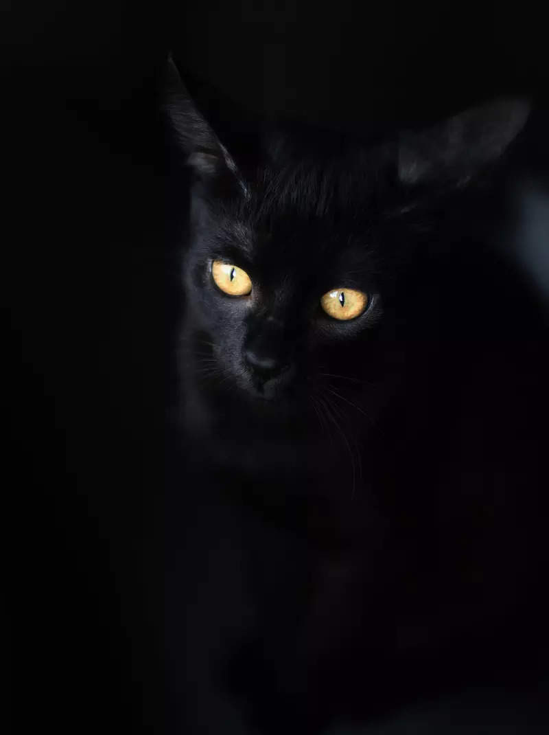 National Black Cat Appreciation Day: 5 top black cat breeds that