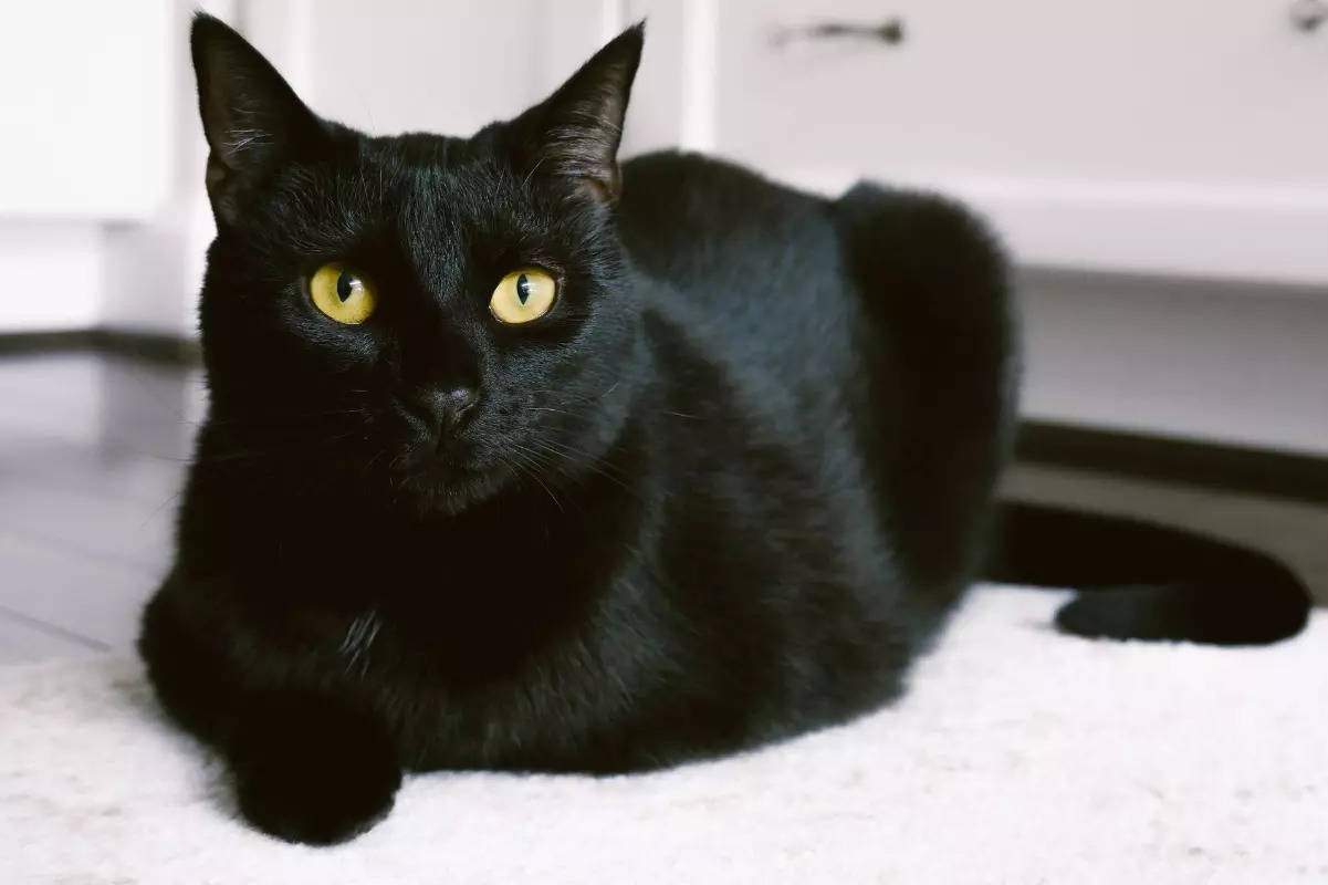 National Black Cat Appreciation Day: 5 top black cat breeds that