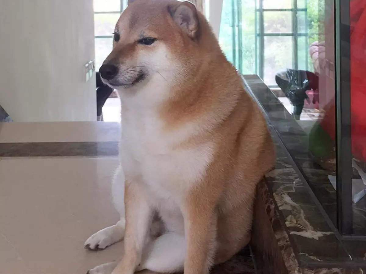 25 adorable pictures of Cheems, the Shiba Inu dog who inspired viral memes
