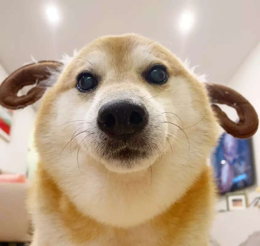 25 adorable pictures of Cheems, the Shiba Inu dog who inspired viral ...