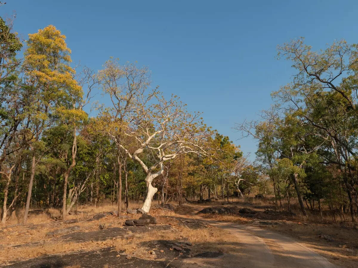 Now experience cycle safaris at Pench Tiger Reserve Now experience cycle safaris at Pench Tiger Reserve