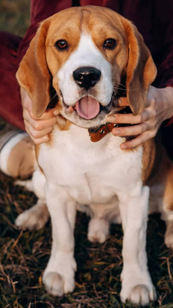 Beagle