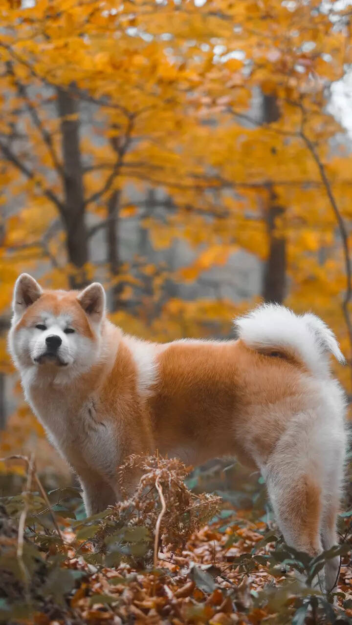 Akita