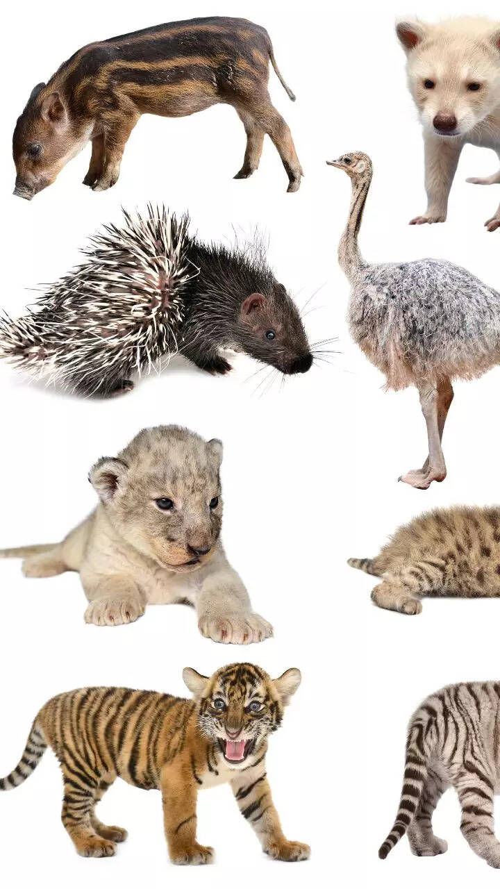 Baby Rare Images Of Animals 40 Rare Animal Babies You've Probably