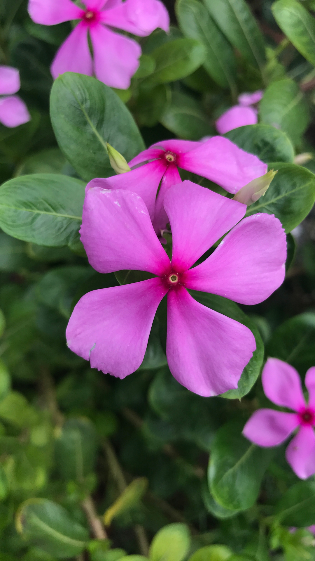 Sadabahar plant store