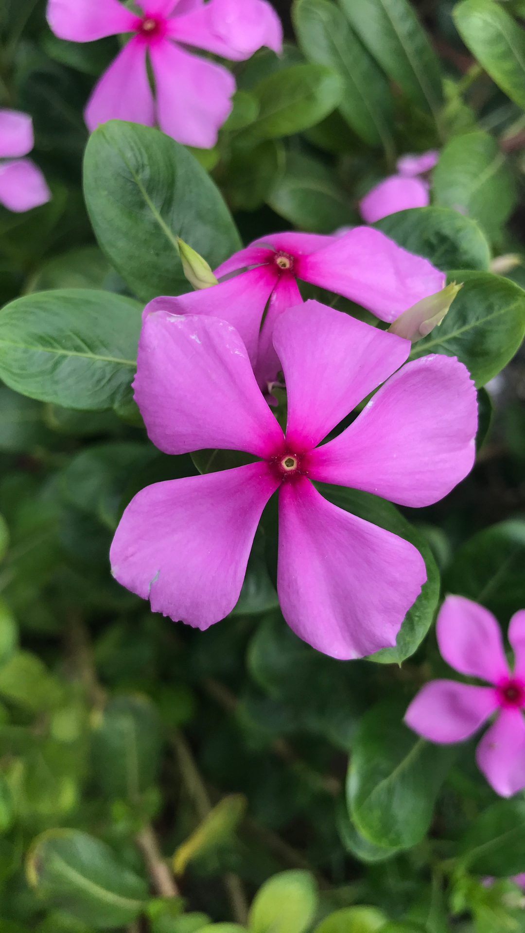 Does your home have a Sadabahar plant Times of India