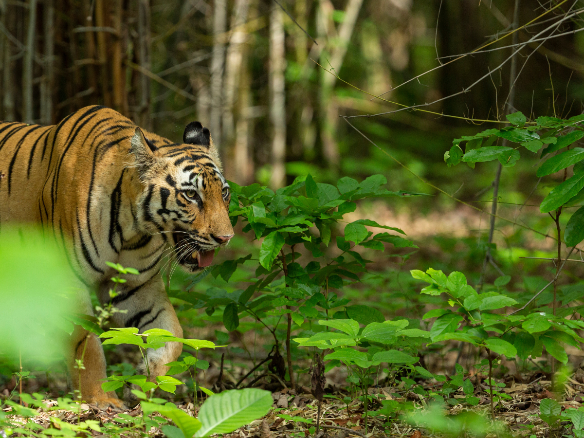 India gets its 54th tiger reserve in Rajasthan's Dholpur-Karauli India gets its 54th tiger reserve in Rajasthan's Dholpur-Karauli