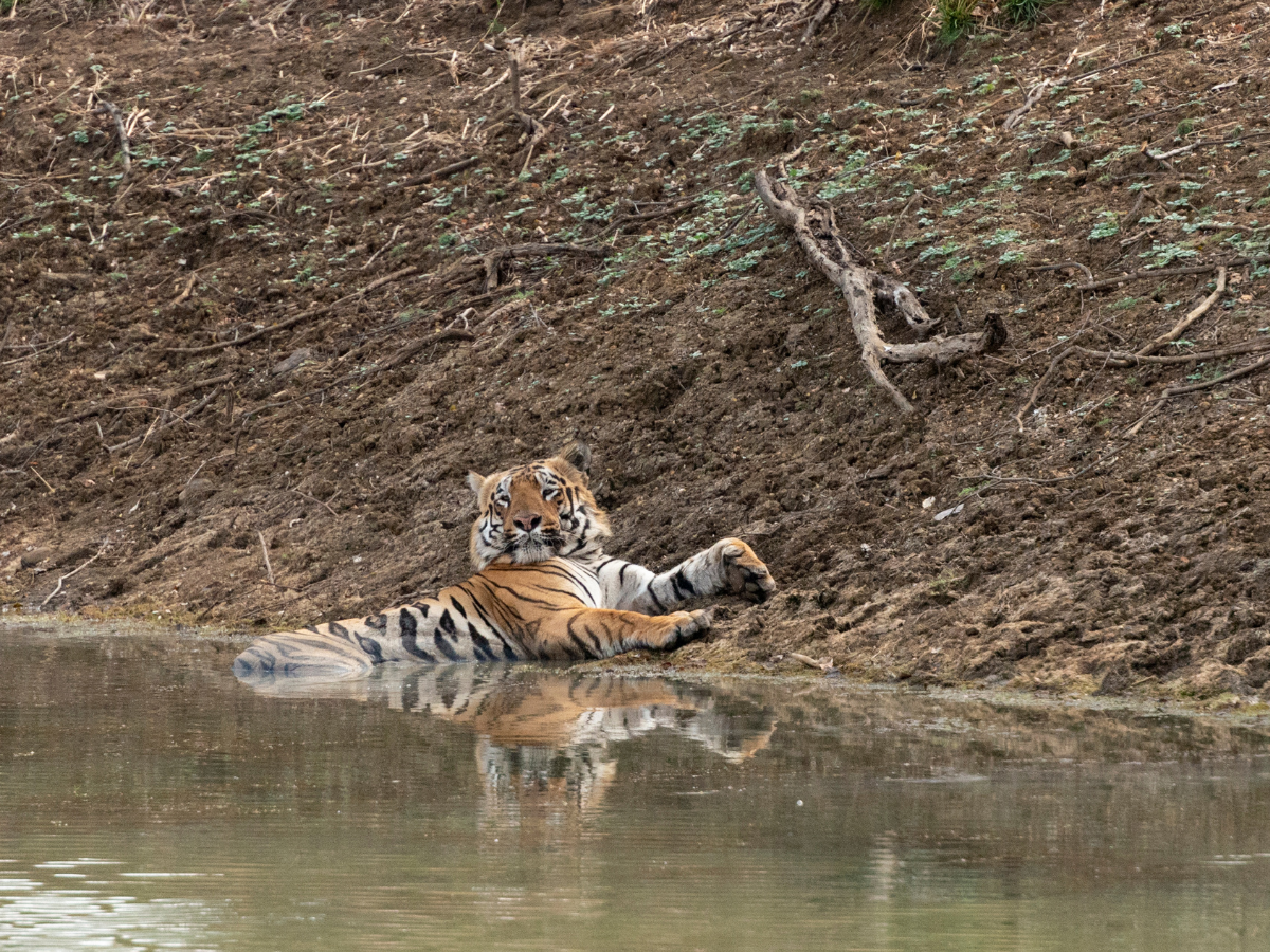 India gets its 54th tiger reserve in Rajasthan's Dholpur-Karauli India gets its 54th tiger reserve in Rajasthan's Dholpur-Karauli