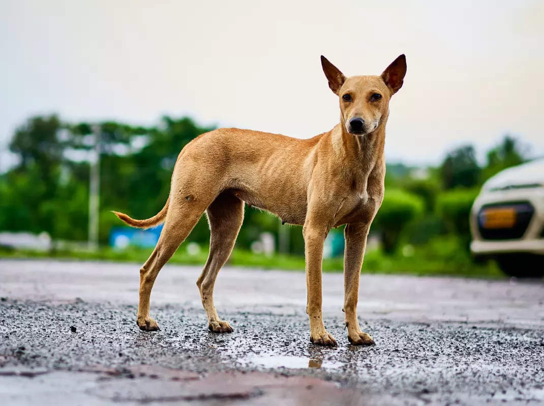 ​10 popular Indian dog breeds to have as pets​