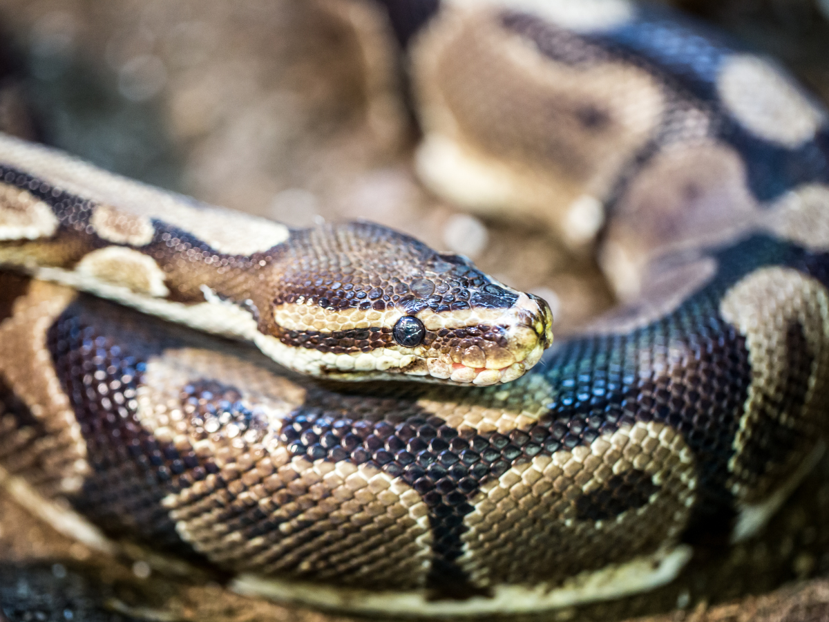 Close-up head views of six boas described in this manuscript. Photos by