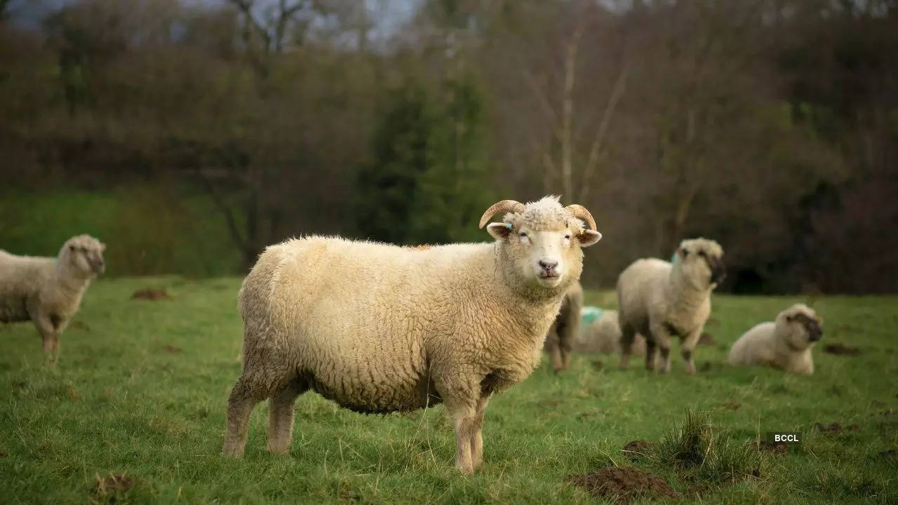 Finn Dorset Sheep