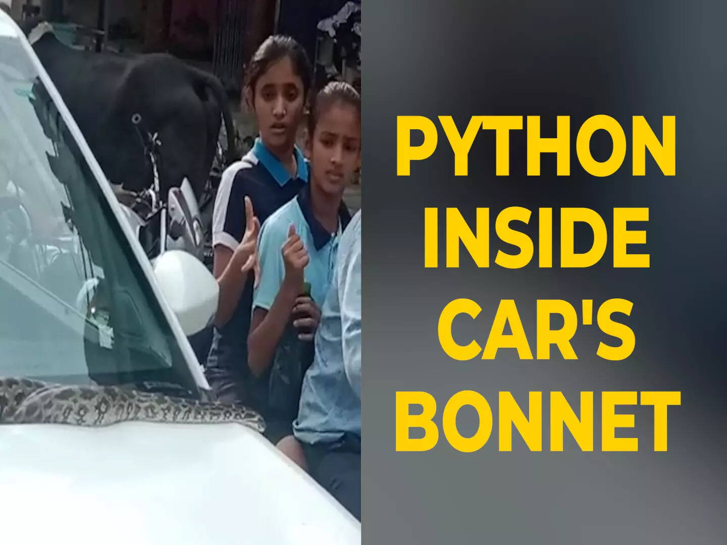 Python found inside car's bonnet in MP's Mandsaur