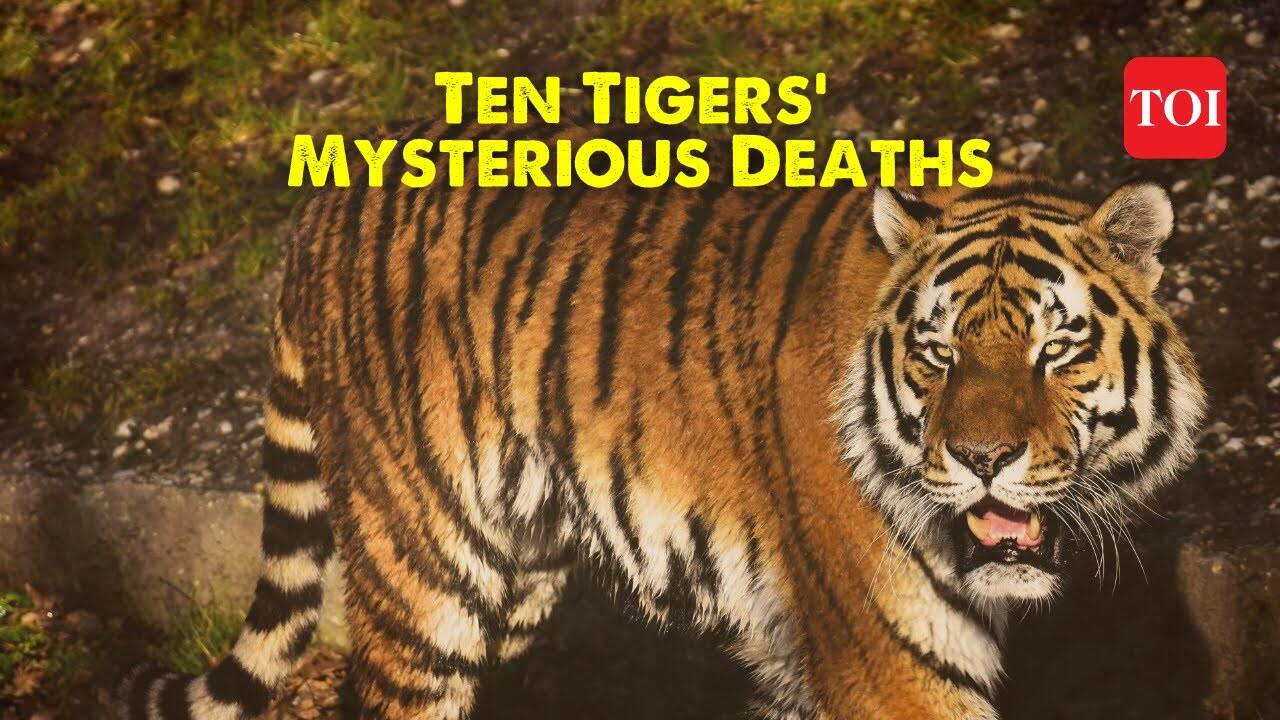 Tiger deaths in Ooty: National Tiger Commission team in Nilgiri to ...