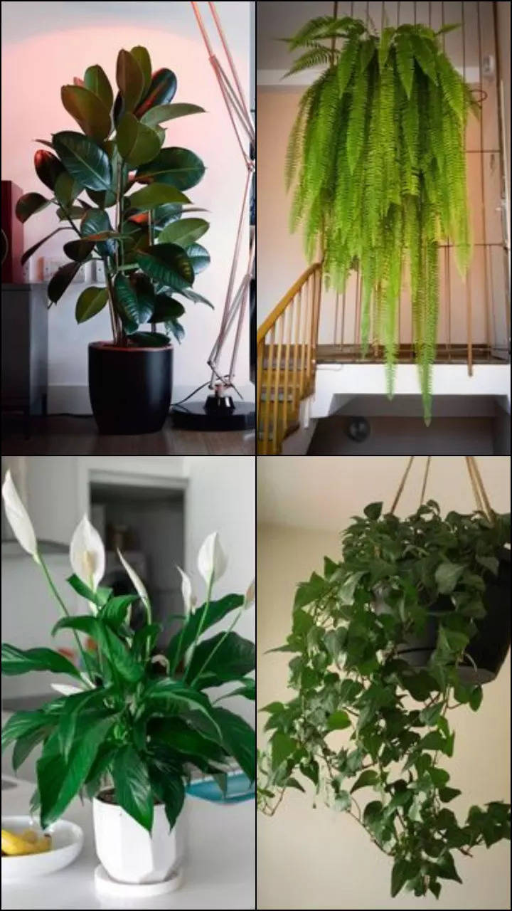 9 Plants To Reduce Condensation And Mould Inside Your Home - StorialTech