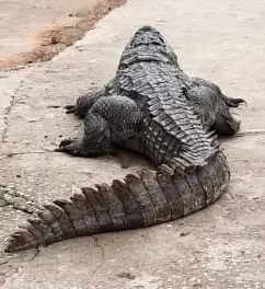 14-ft alligator caught with human body in Florida