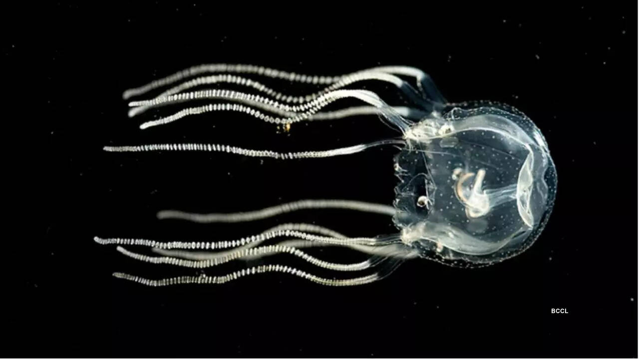 Brainless jellyfish shocks scientists, displays advanced learning