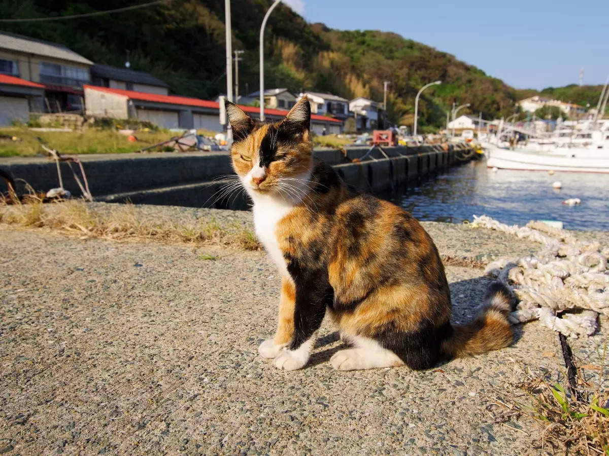 Why are there so many cats on this Japanese island?